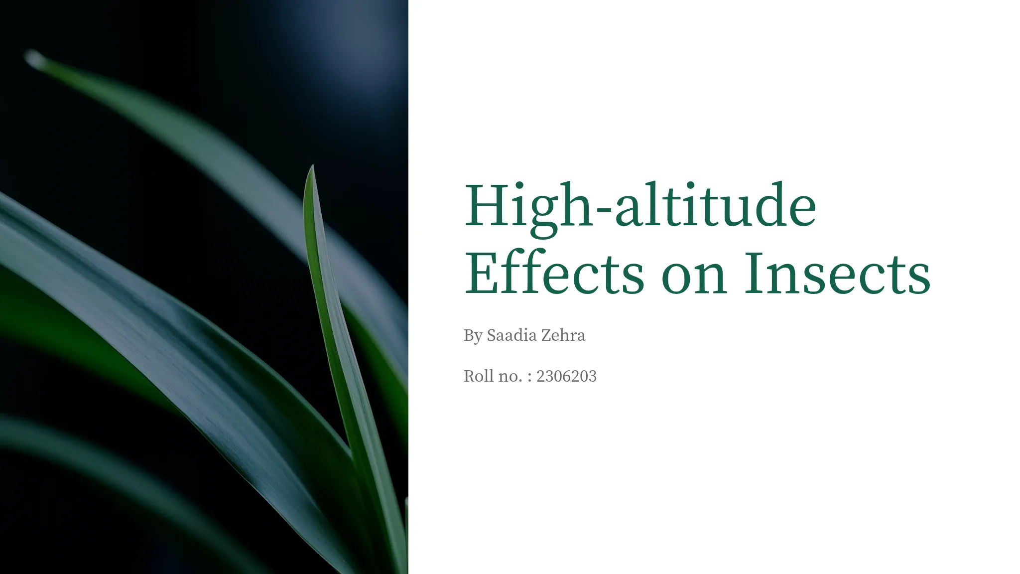 Pi Chong Insect High-altitude Effects on Insects