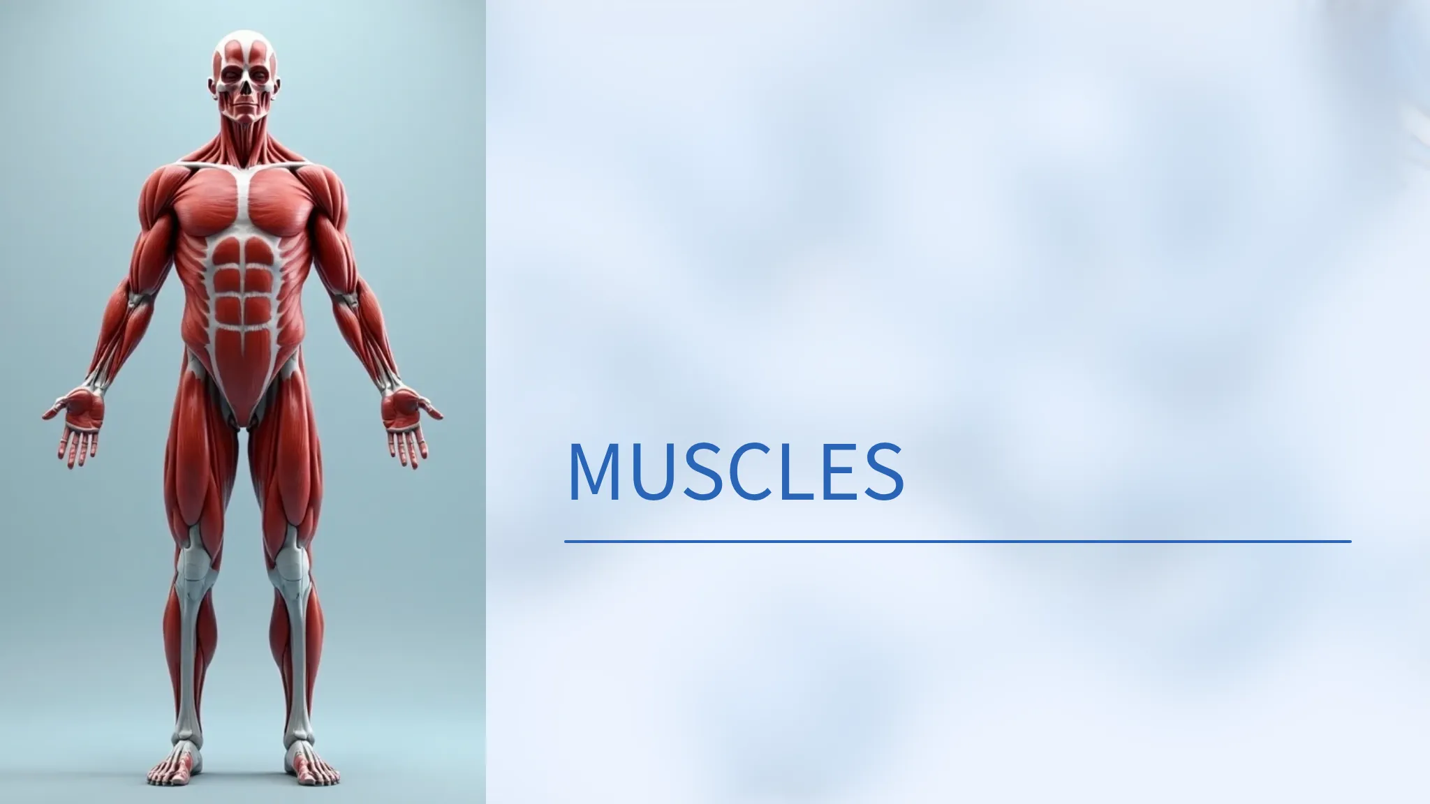 MUSCLES